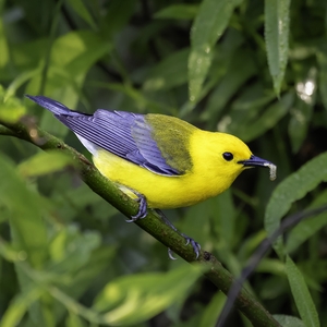 Thomson Warblers